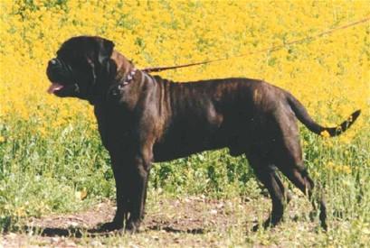 Blackslate's Mr Heartbreaker | Bullmastiff 