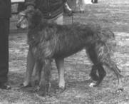 Dufault Holly | Scottish Deerhound 