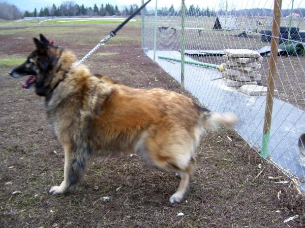 Hurkatöltési Hipodrome | Belgian Tervuren 