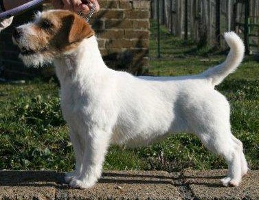 Heartily Ticket | Jack Russell Terrier 