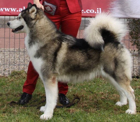 Victory of ayla alaskan beauty | Alaskan Malamute 