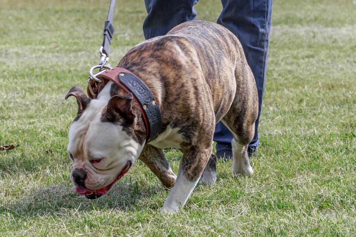 OVB's Egypt | American Bulldog 