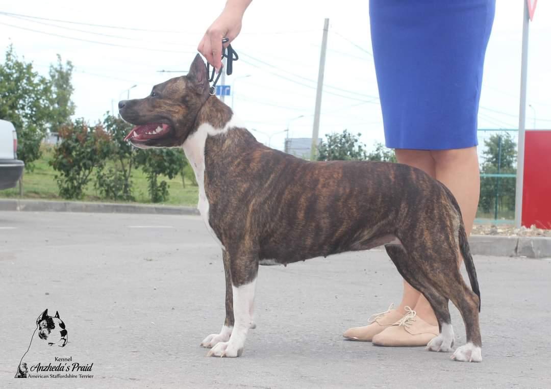Anzheda's Pride Iolanta Rainbow Smale | American Staffordshire Terrier 