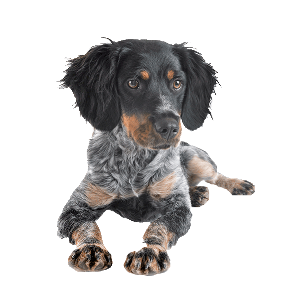 French Spaniel