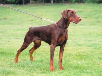 Gravin Juliette v. Neerlands Stam | Brown Doberman Pinscher