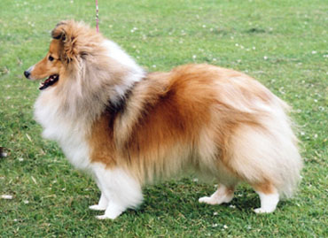 Degallo Look At Me | Shetland Sheepdog 