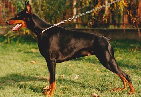 Lukrecia z Tomky | Black Doberman Pinscher