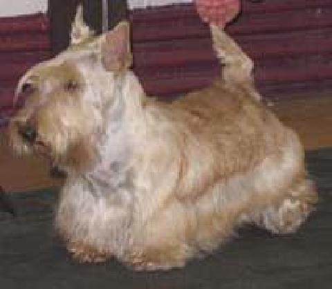 Glengracie Goldrun At Boquhan | Scottish Terrier 