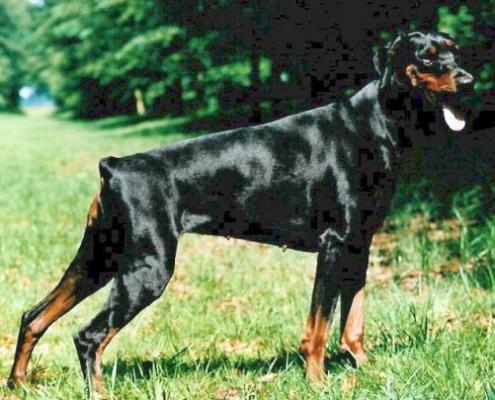 Gravin Dionysia v.h. Doberforest | Black Doberman Pinscher