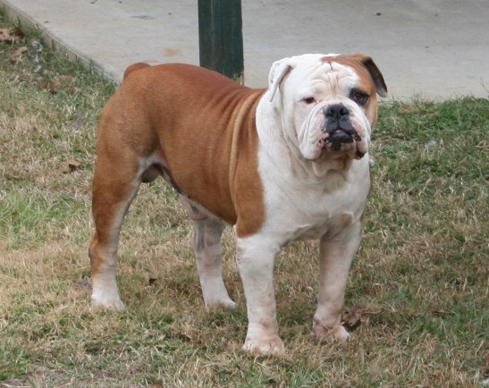 Sullivan's Henry Kash | Olde English Bulldogge 