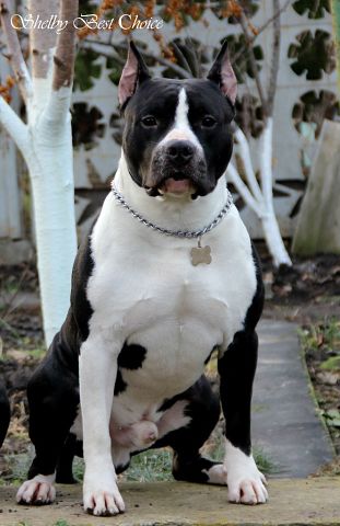 Shelby Best ?hoice | American Staffordshire Terrier 