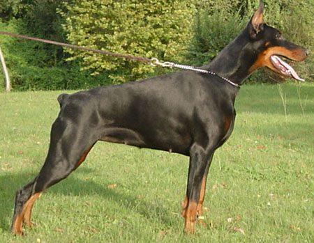 Russkaja Mechta Anfisa | Black Doberman Pinscher