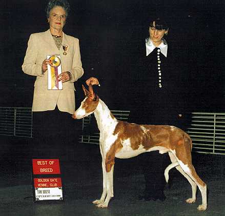 Redhills Neb Kheperu-Re | Ibizan Hound 