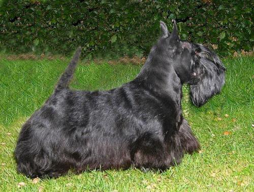 Ashgate Three Penny Moon | Scottish Terrier 