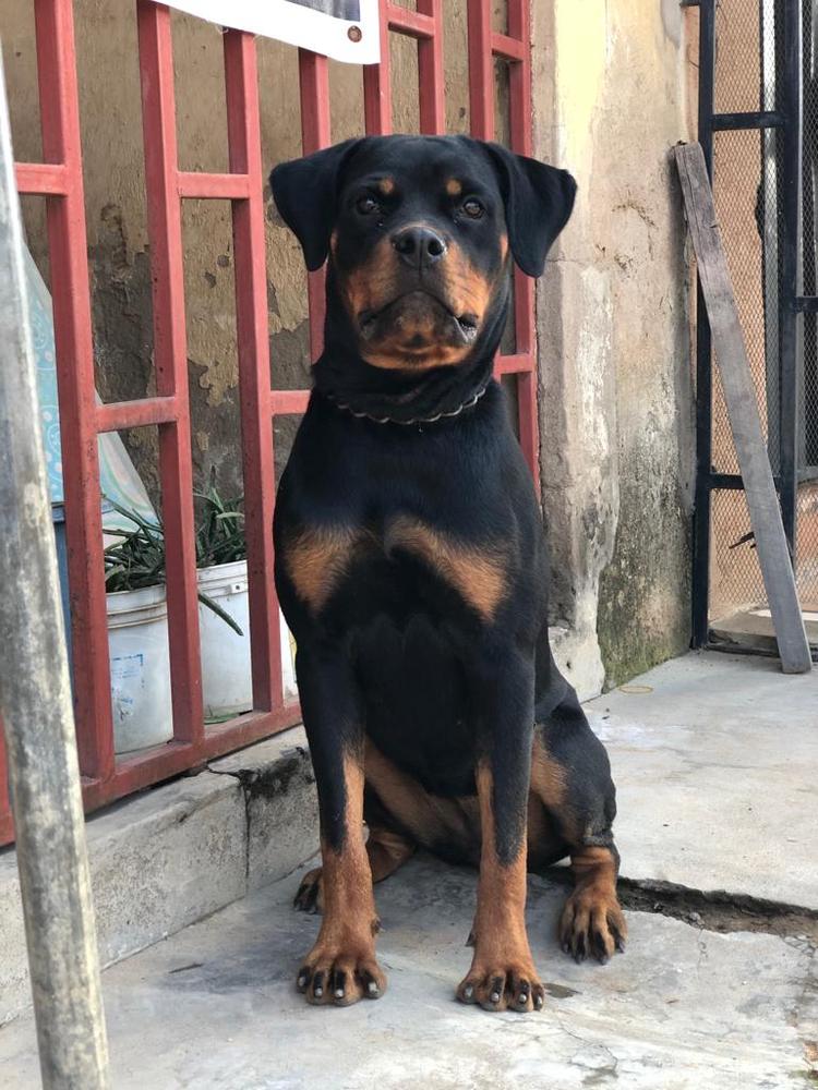 Nahla | Rottweiler 