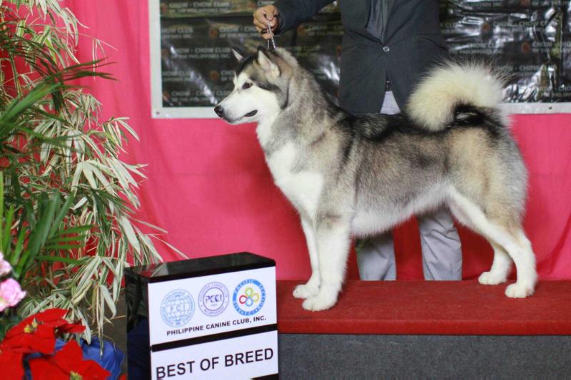 Saint Anne De la vega Reign over the Pacifique | Alaskan Malamute 