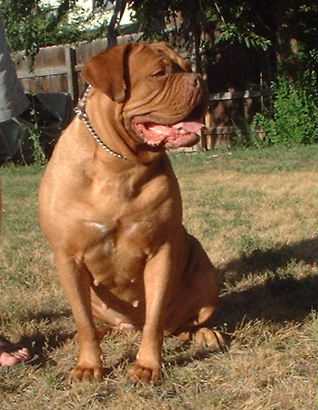 Rising Star's Beastie Girl | Dogue de Bordeaux 