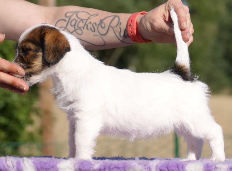 Jacks'R'us White Magnificent Pearl | Jack Russell Terrier 