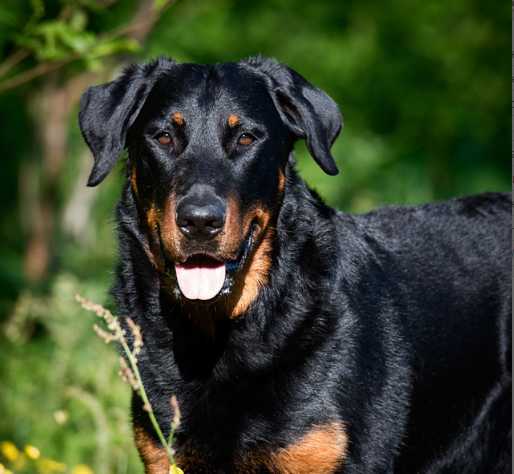 Hirgon Yvain de la Bonhardiesse | Beauceron 