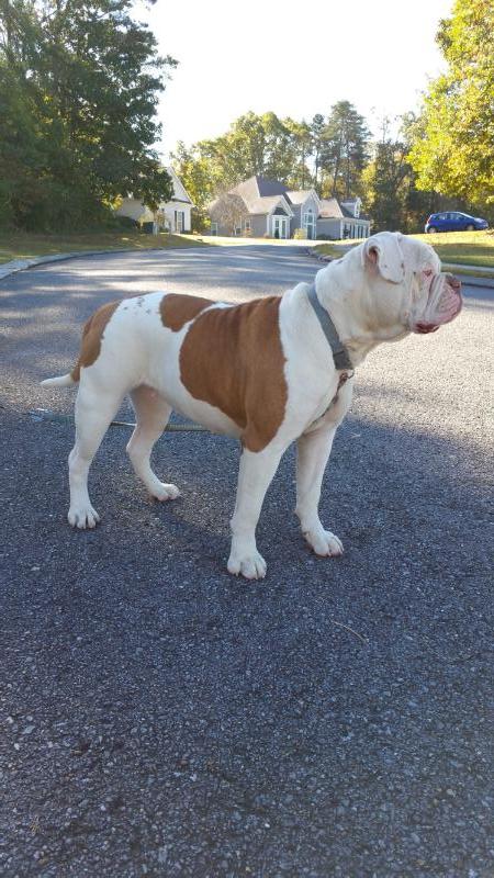 Shadrick''s Fire &amp; Brimstone of Walker's | American Bulldog 