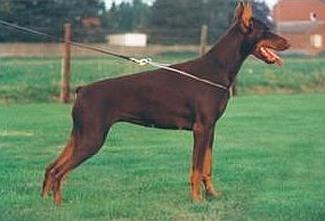 Urska v.d. Donauhoeve | Brown Doberman Pinscher