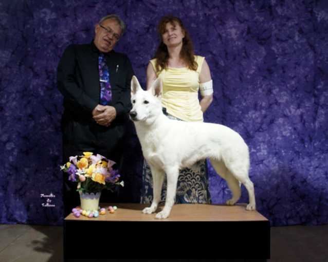 Pallas of the Parsons | White Swiss Shepherd Dog 