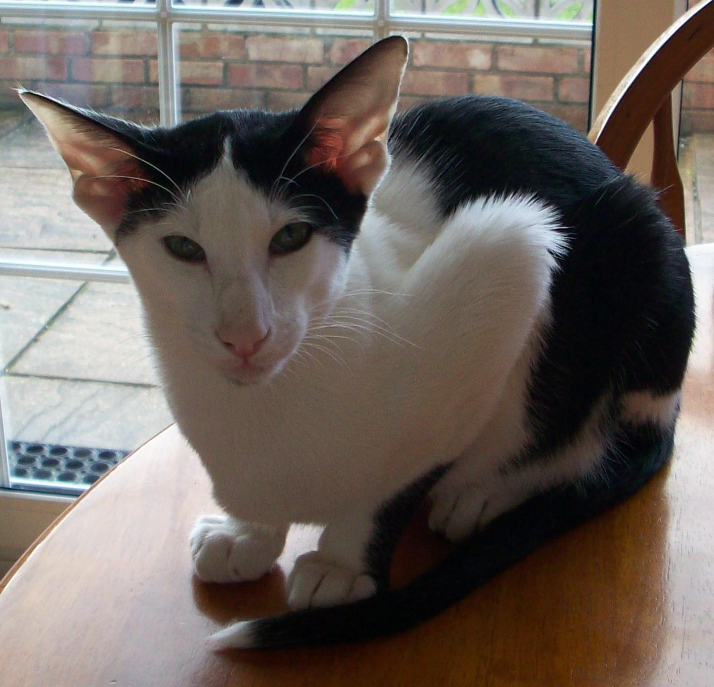 Oriental Bicolor