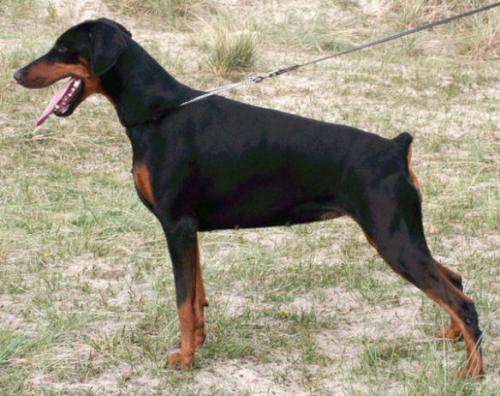 Ascha v.d. Donauhoeve | Black Doberman Pinscher