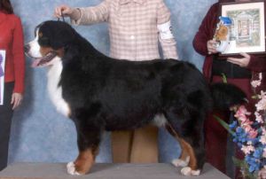 Alpenspirit's  Final  Judgement | Bernese Mountain Dog 