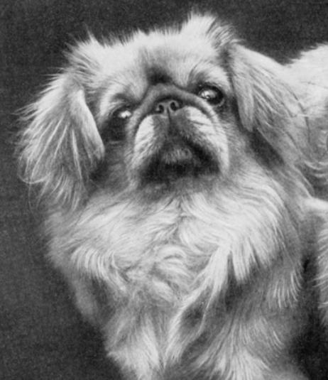 Madame of Winwood | Pekingese 