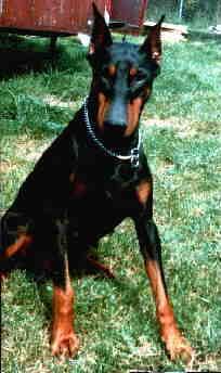 Livia v. Baskerville | Black Doberman Pinscher