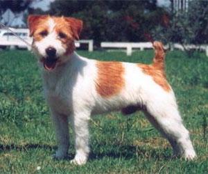 Rosetta/JR Rookee | Jack Russell Terrier 