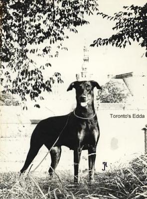 Torontos Edda | Black Doberman Pinscher