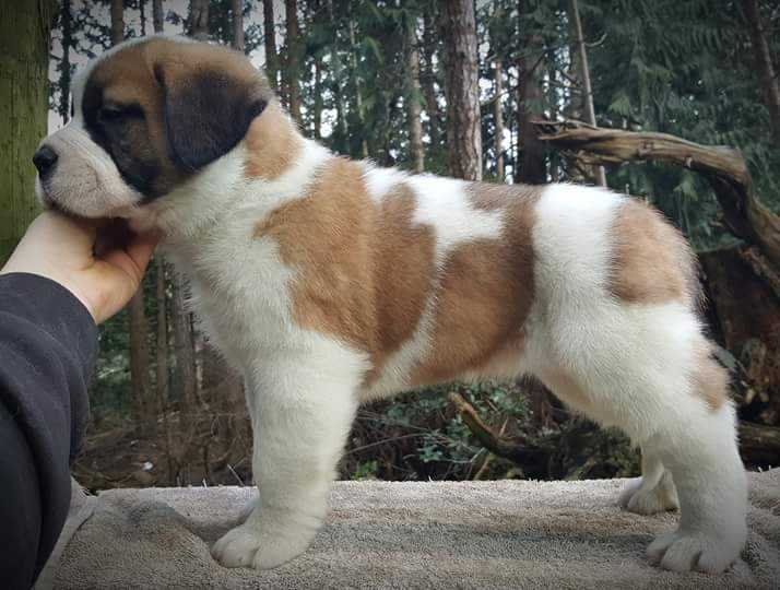 Lasquite's Chikira DesertWind | Saint Bernard 