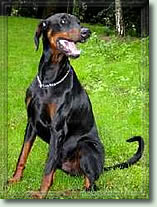 Biko v. Brennenden Berg | Black Doberman Pinscher