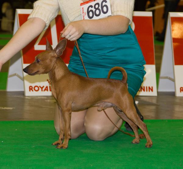 Tchernaya Kalitva Dangerous Guy | Miniature Pinscher 