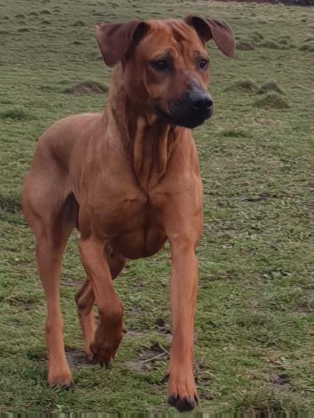 kensteen mistress of mars | Rhodesian Ridgeback 