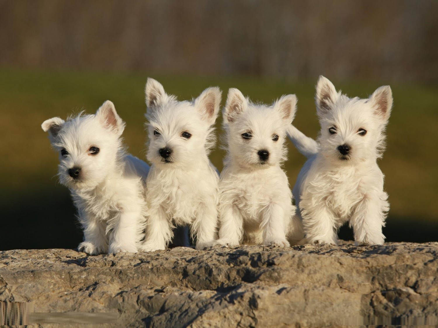 West Highland White Terrier