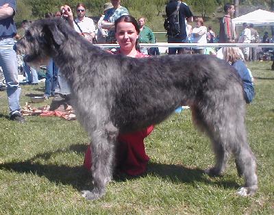 Aurora Roan Inish | Irish Wolfhound 