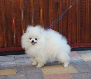 Multik Hrustalny Gnomik | Pomeranian 