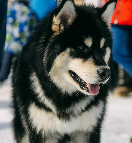 MAZURSTAR BRUT WithCherry | Alaskan Malamute 