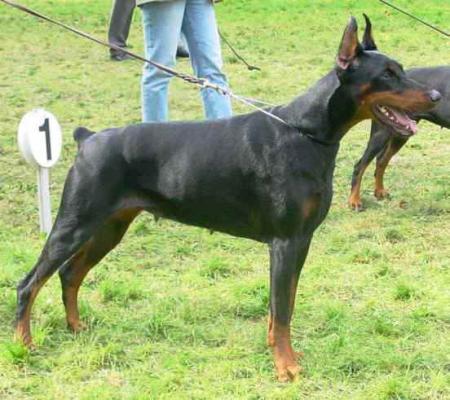 Farah di Campovalano | Black Doberman Pinscher