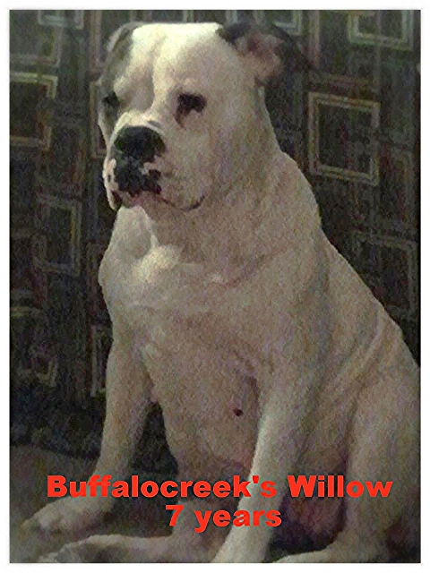 BuffaloCreek's Willow | Olde English Bulldogge 