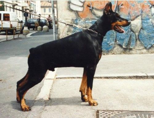 Iury di Campovalano | Black Doberman Pinscher