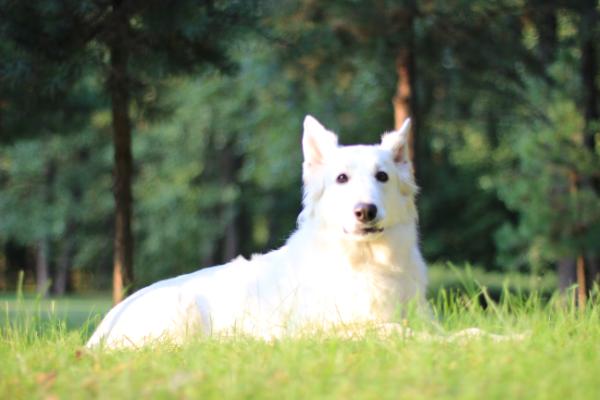 Baltic Beauty Hardy | White Swiss Shepherd Dog 