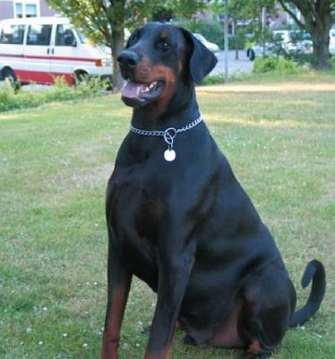 Hertog Dargo v. Thekeda | Black Doberman Pinscher