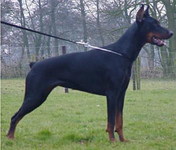 Jindra Jarissa v.h. Zwettebos | Black Doberman Pinscher