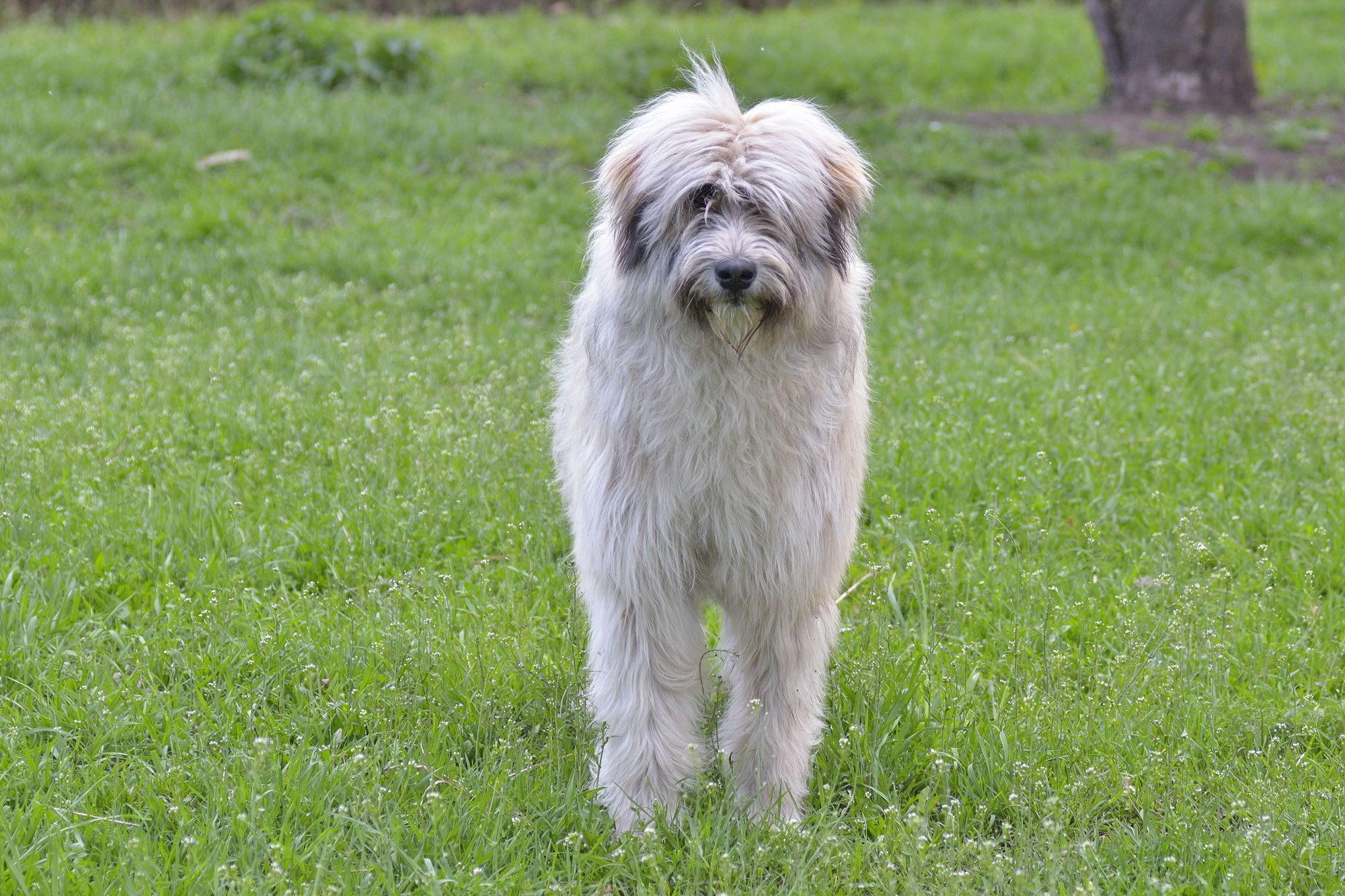 Romanian Mioritic Shepherd Dog