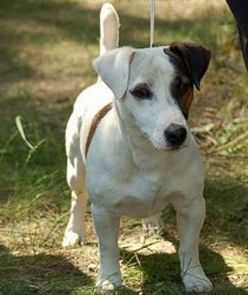 MAXIMUS IRISH HILLS FARM | Jack Russell Terrier 