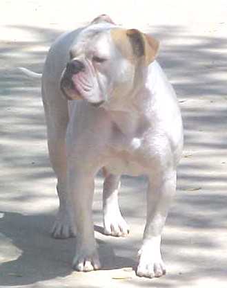 Brave Heart's Bounce N Betty PH-0.48/0.48 | Olde English Bulldogge 